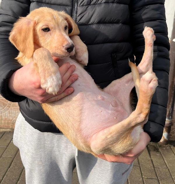 Gimmy  Timmy  Tommy Cuccioli